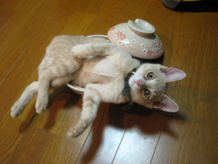 22匹目の「猫」を拾いますた [無断転載禁止]©bbspink.com	YouTube動画>2本 ->画像>975枚 