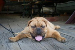 dog6.jpg