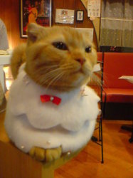 cat014.jpg